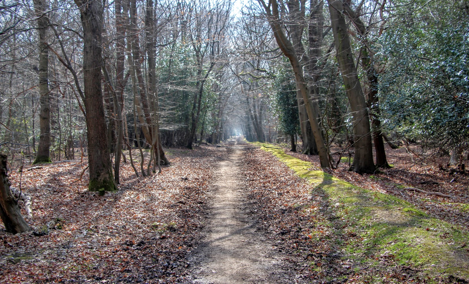 forest cycling near me